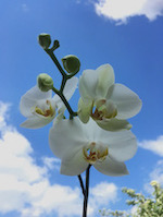 Orchidee