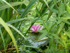 Seerose